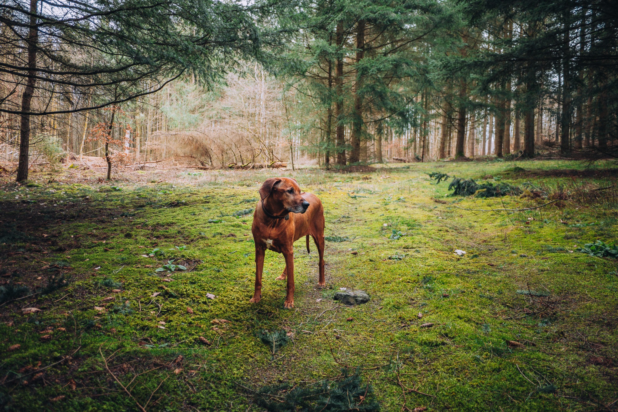 Luca standing in the forest