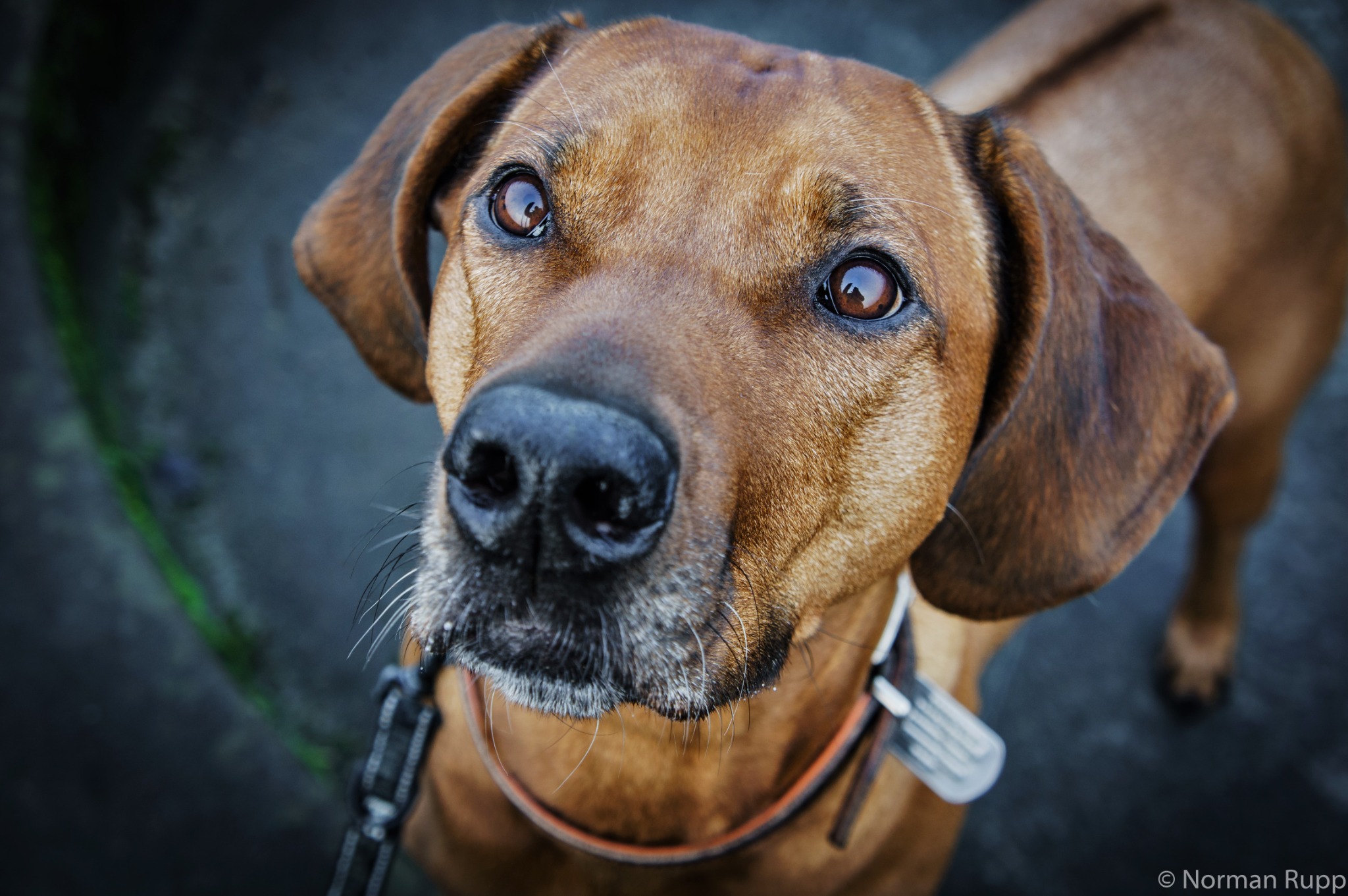 Close portrait of Luca