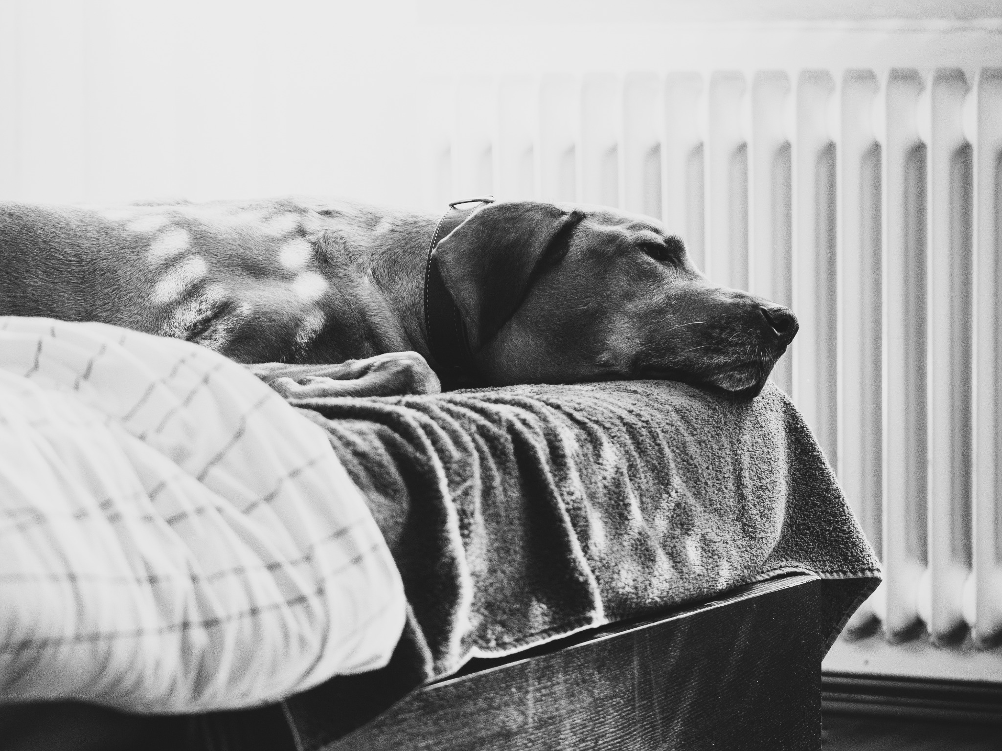 Luca resting in black and white